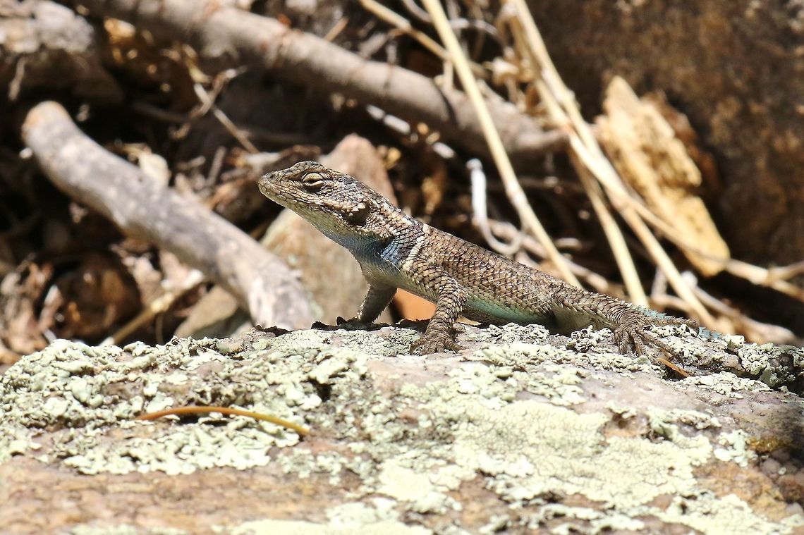 Yarrow's spiny lizard (Sceloporus jarrovii) Ramsey Canyon, AZ. Apr 23, 2018 Geotagged,Sceloporus jarrovii,Spring,United States,Yarrows spiny lizard