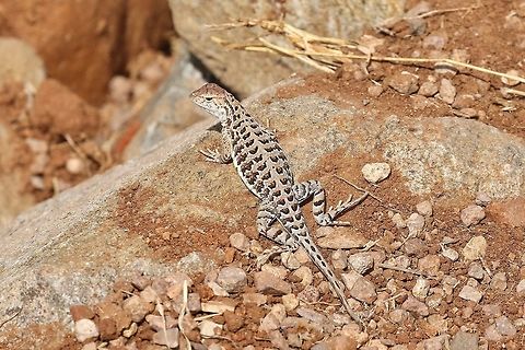 Elegant earless lizard (Holbrookia elegans) Patagonia Lake, AZ. Apr 22, 2018 Elegant earless lizard,Geotagged,Holbrookia elegans,Spring,United States