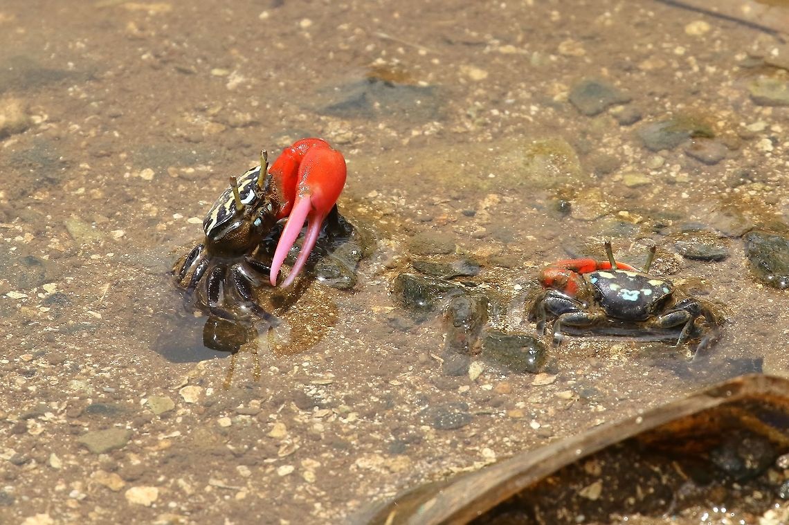 Thick-legged Fiddler Crab (Paraleptuca crassipes) Dublon Island, Chuuk, FSM. Apr 14, 2019 Federated States of Micronesia,Geotagged,Paraleptuca crassipes,Spring,Thick-legged Fiddler Crab