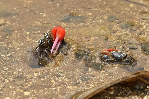 Thick-legged Fiddler Crab (Paraleptuca crassipes) Dublon Island, Chuuk, FSM. Apr 14, 2019 Federated States of Micronesia,Geotagged,Paraleptuca crassipes,Spring,Thick-legged Fiddler Crab