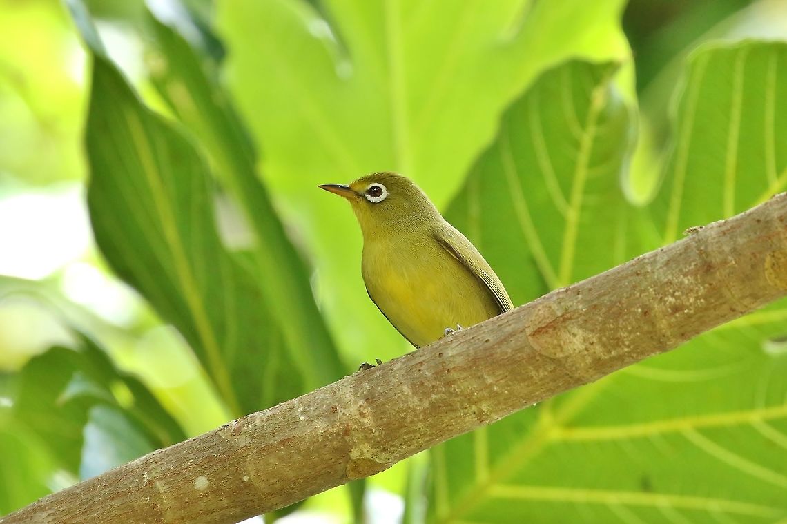 Citrine white-eye (Zosterops semperi) Dublon Island, Chuuk, FSM. Apr 14, 2019 Citrine white-eye,Federated States of Micronesia,Geotagged,Spring,Zosterops semperi