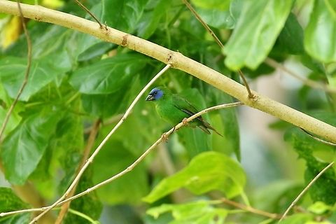 Blue-faced parrotfinch (Erythrura trichroa) Dublon Island, Chuuk, FSM. Apr 14, 2019 Blue-faced parrotfinch,Erythrura trichroa,Federated States of Micronesia,Geotagged,Spring