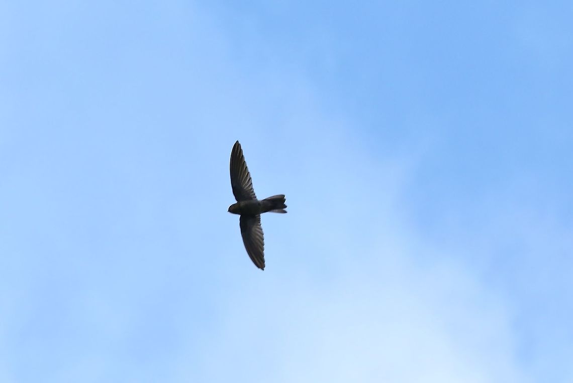 Caroline Islands swiftlet (Aerodramus inquietus) Blue Lagoon Resort, Chuuk, FSM. Apr 14, 2019 Aerodramus inquietus,Federated States of Micronesia,Geotagged,Island swiftlet,Spring
