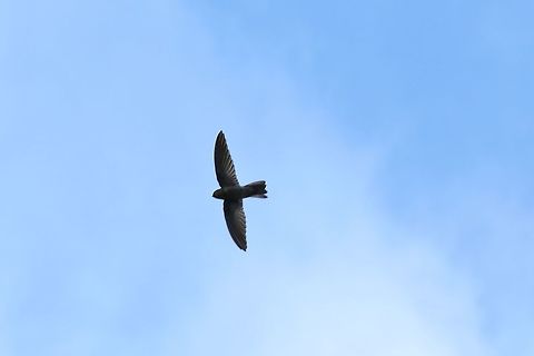 Caroline Islands swiftlet (Aerodramus inquietus) Blue Lagoon Resort, Chuuk, FSM. Apr 14, 2019 Aerodramus inquietus,Federated States of Micronesia,Geotagged,Island swiftlet,Spring