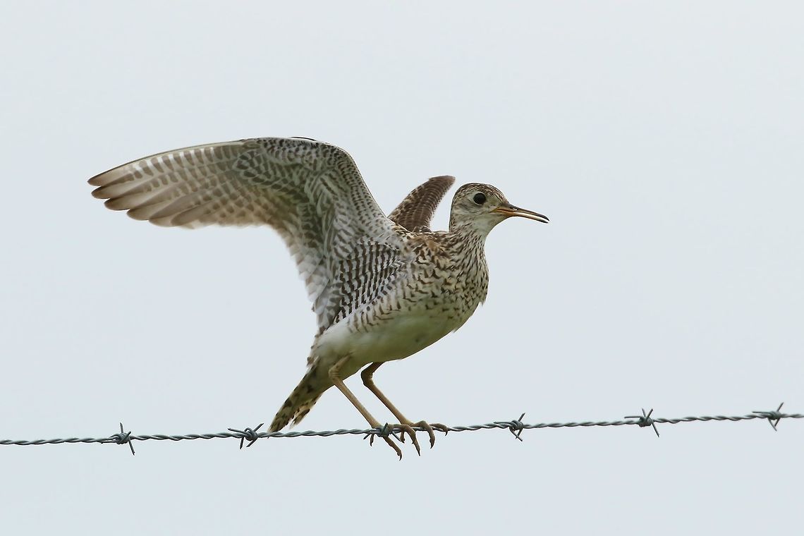 Upland sandpiper (Bartramia longicauda) Kirksville, MO. Jun 28, 2019 Bartramia longicauda,Geotagged,Summer,United States,Upland sandpiper