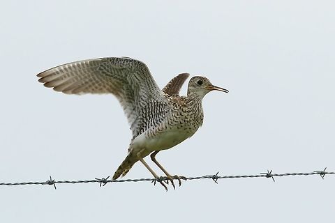 Upland sandpiper (Bartramia longicauda) Kirksville, MO. Jun 28, 2019 Bartramia longicauda,Geotagged,Summer,United States,Upland sandpiper