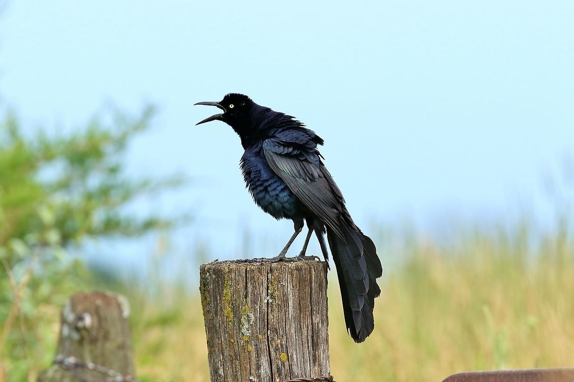 Great-tailed Grackle (Quiscalus mexicanus) Kirksville, MO. Jun 28, 2019 Geotagged,Great-tailed Grackle,Quiscalus mexicanus,Summer,United States