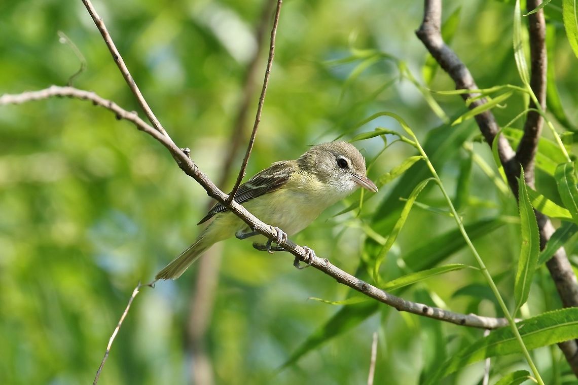 Bell's vireo (Vireo bellii) Dunn Ranch Prairie, MO. Jun 29, 2019 Bells vireo,Geotagged,Summer,United States,Vireo bellii
