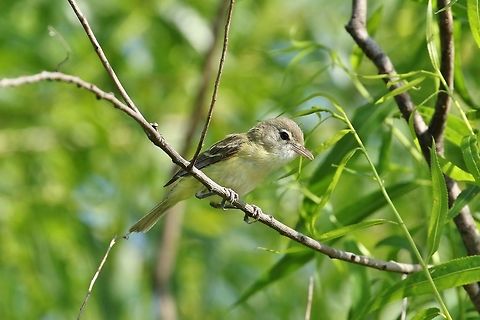 Bell's vireo (Vireo bellii) Dunn Ranch Prairie, MO. Jun 29, 2019 Bells vireo,Geotagged,Summer,United States,Vireo bellii