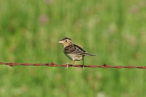 Grasshopper sparrow (Ammodramus savannarum) Dunn Ranch Prairie, MO. Jun 29, 2019 Ammodramus savannarum,Geotagged,Grasshopper sparrow,Summer,United States