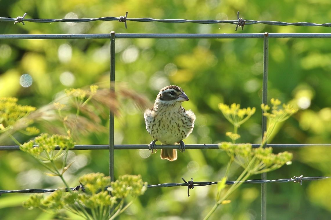 Rose-breasted grosbeak (Pheucticus ludovicianus) Dunn Ranch Prairie, MO. Jun 29, 2019 Pheucticus ludovicianus,Rose-breasted grosbeak