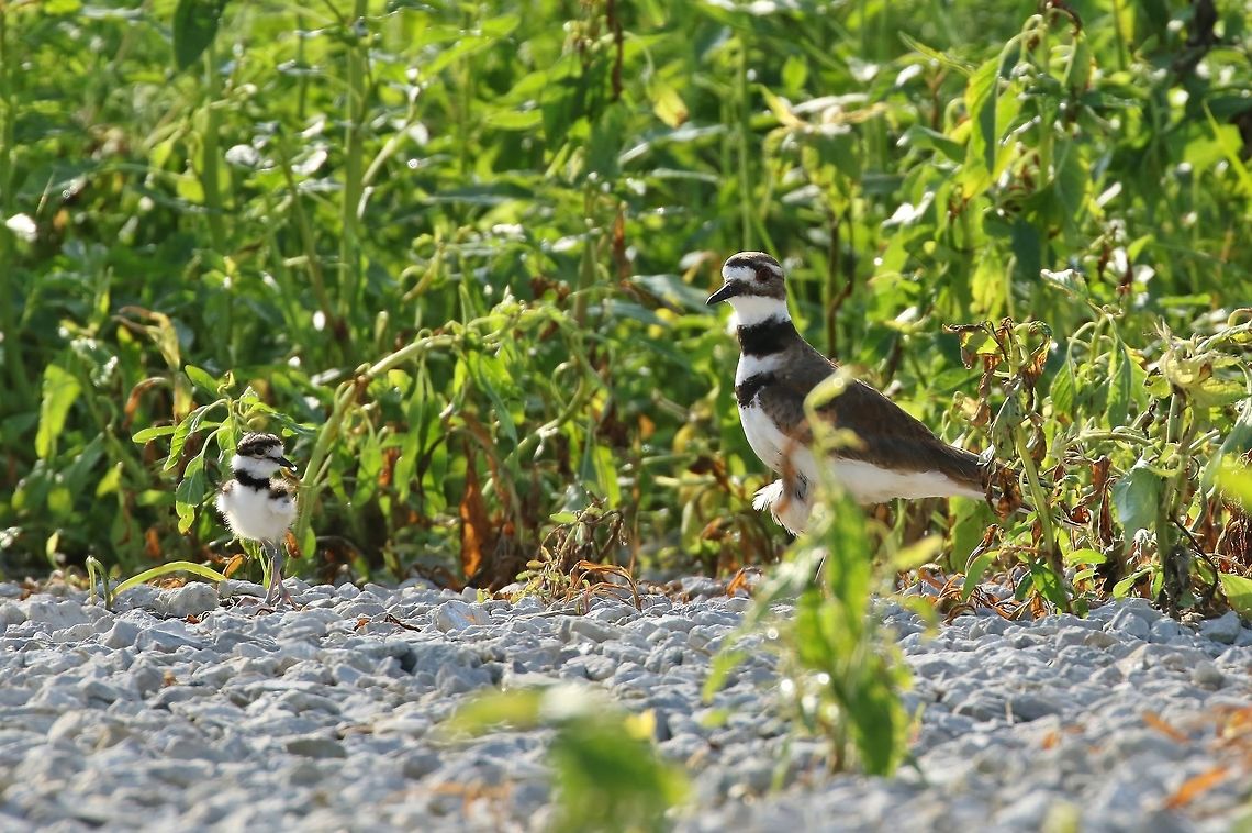 Killdeer family portrait Dunn Ranch Prairie, MO. Jun 29, 2019 Charadrius vociferus,Geotagged,Killdeer,Summer,United States