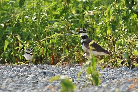 Killdeer family portrait Dunn Ranch Prairie, MO. Jun 29, 2019 Charadrius vociferus,Geotagged,Killdeer,Summer,United States