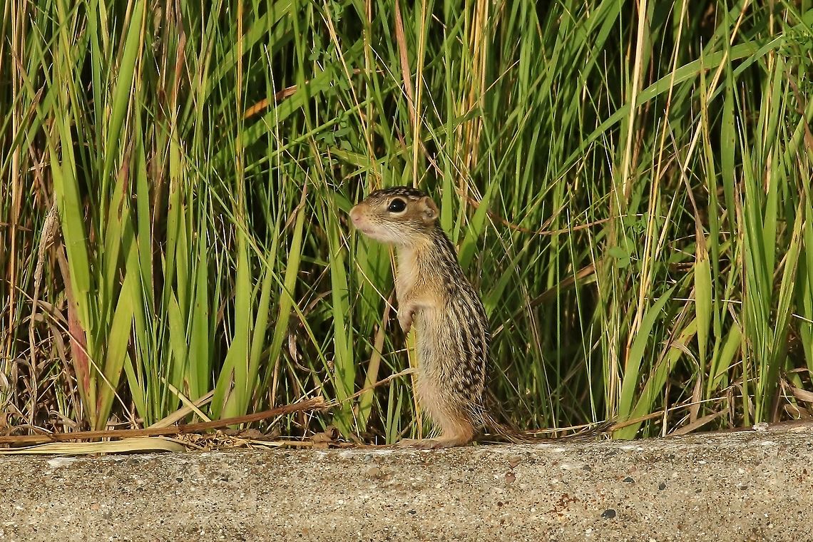 Thirteen-lined ground squirrel (Ictidomys tridecemlineatus) Neal Smith NWR, Iowa. Jun 29, 2019 Geotagged,Ictidomys tridecemlineatus,Summer,Thirteen-lined ground squirrel,United States