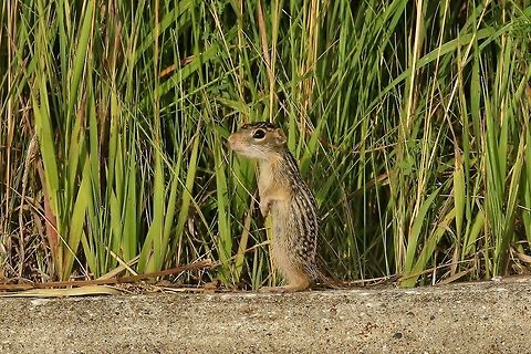 Thirteen-lined ground squirrel (Ictidomys tridecemlineatus) Neal Smith NWR, Iowa. Jun 29, 2019 Geotagged,Ictidomys tridecemlineatus,Summer,Thirteen-lined ground squirrel,United States