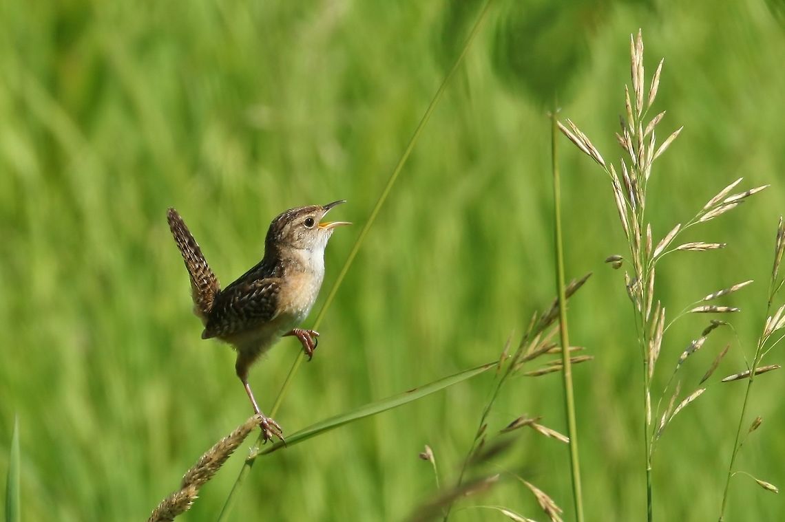 Sedge wren (Cistothorus stellaris) Neal Smith NWR, Iowa. Jun 29, 2019 Cistothorus stellaris,Geotagged,Sedge wren,Summer,United States