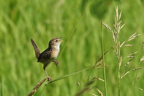 Sedge wren (Cistothorus stellaris) Neal Smith NWR, Iowa. Jun 29, 2019 Cistothorus stellaris,Geotagged,Sedge wren,Summer,United States