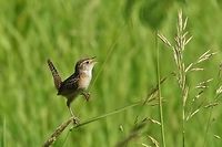Sedge wren (Cistothorus stellaris) Neal Smith NWR, Iowa. Jun 29, 2019 Cistothorus stellaris,Geotagged,Sedge wren,Summer,United States