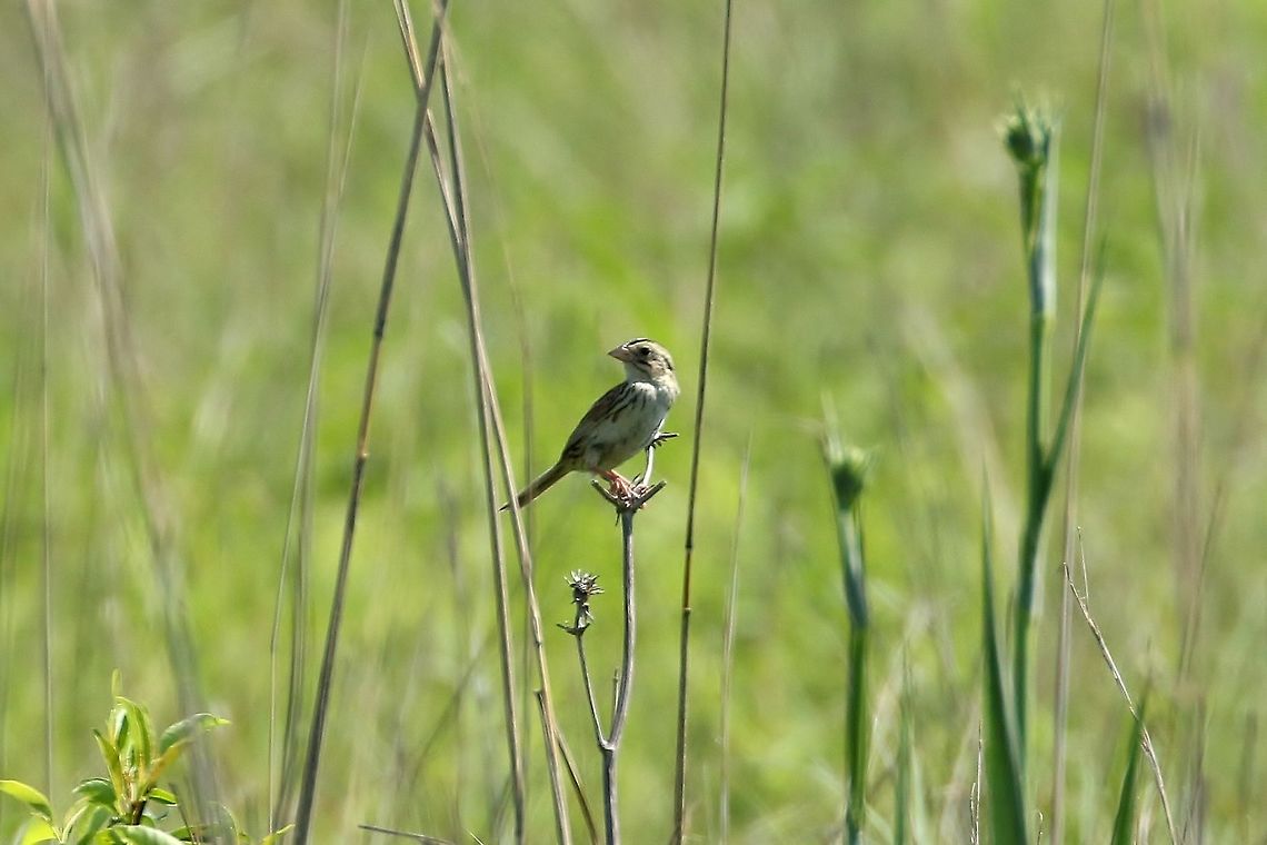 Henslow's sparrow (Ammodramus henslowii) Neal Smith NWR, Iowa. Jun 29, 2019 Ammodramus henslowii,Geotagged,Henslow's sparrow,Summer,United States