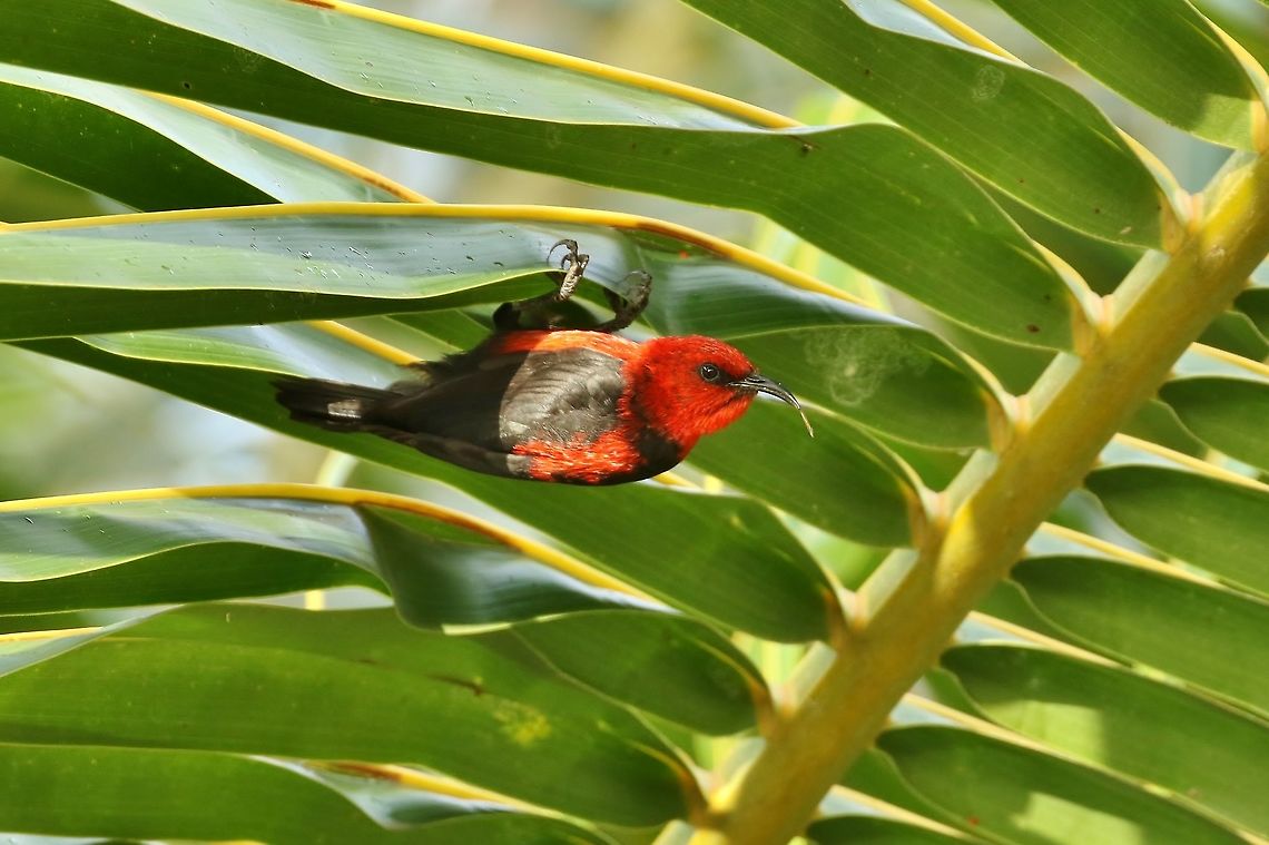 Micronesian myzomela (Myzomela rubratra) Blue Lagoon Resort, Chuuk, FSM. Apr 12, 2019 Federated States of Micronesia,Geotagged,Micronesian myzomela,Myzomela rubratra,Spring