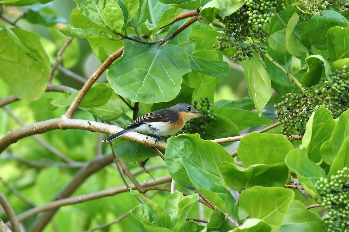 Oceanic flycatcher (Myiagra oceanica) Blue Lagoon Resort, Chuuk, FSM. Apr 12, 2019 Federated States of Micronesia,Geotagged,Myiagra oceanica,Oceanic flycatcher,Spring