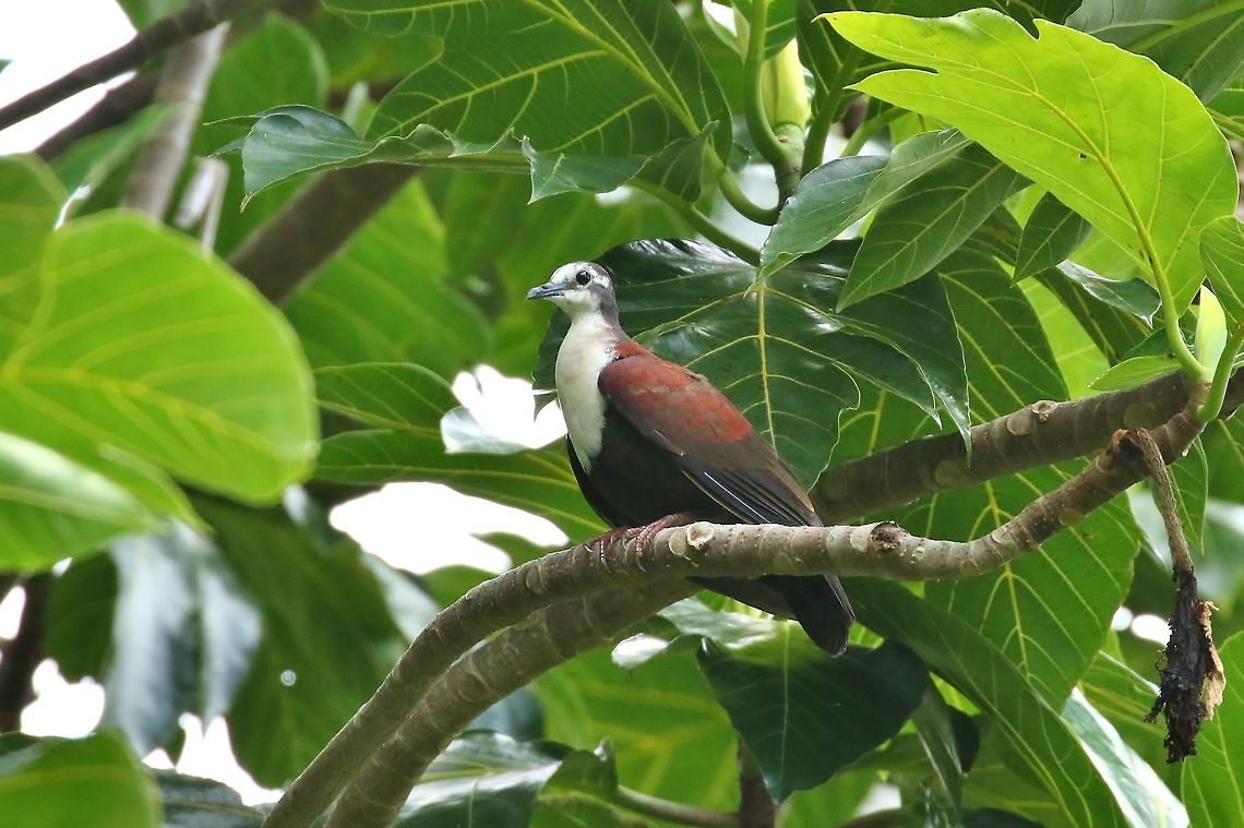 White-fronted ground dove (Alopecoenas kubaryi) Dublon Island, Chuuk, FSM. Apr 14, 2019 Federated States of Micronesia,Geotagged,Pampusana kubaryi,Spring,White-fronted ground dove