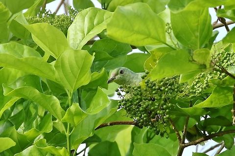 Purple-capped fruit dove (Ptilinopus ponapensis) Blue Lagoon Resort, Chuuk, FSM. Apr 12, 2019 Federated States of Micronesia,Geotagged,Ptilinopus ponapensis,Purple-capped fruit dove,Spring