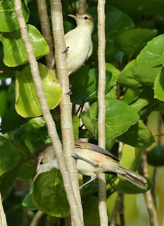 Carolinian reed warbler (Acrocephalus syrinx) Blue Lagoon Resort, Chuuk, FSM. Apr 12, 2019 Acrocephalus syrinx,Carolinian reed warbler,Federated States of Micronesia,Geotagged,Spring