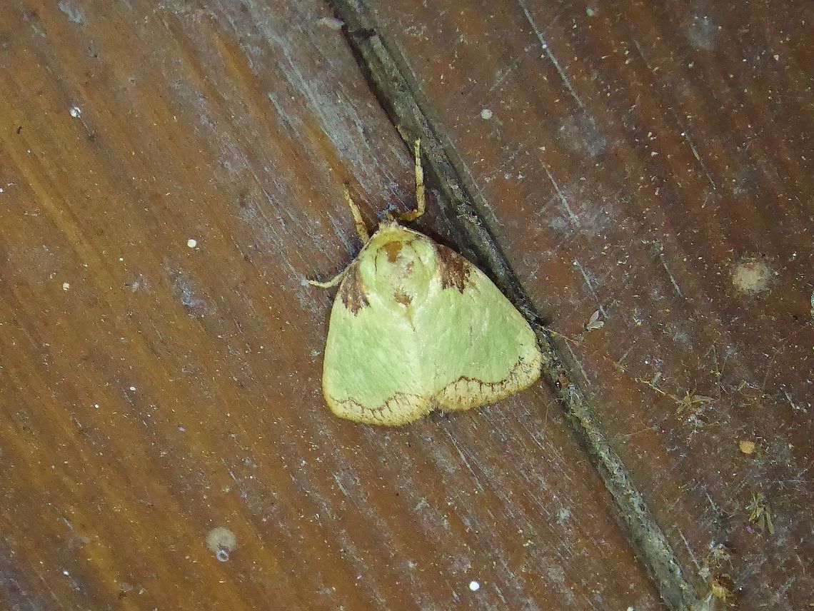 Parasa consocia (Limacodidae) Shan Xing Ji Ye Homestay, Nanzhuang township, Taiwan. Apr 25, 2019 Geotagged,Parasa consocia,Spring,Taiwan