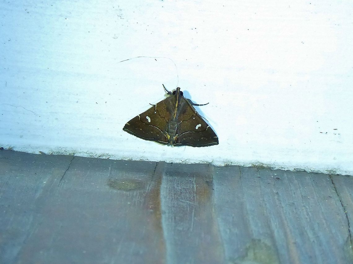 Cidariplura shanmeii (Noctuidae) Shan Xing Ji Ye Homestay, Nanzhuang township, Taiwan. Apr 25, 2019 Cidariplura shanmeii,Geotagged,Spring,Taiwan
