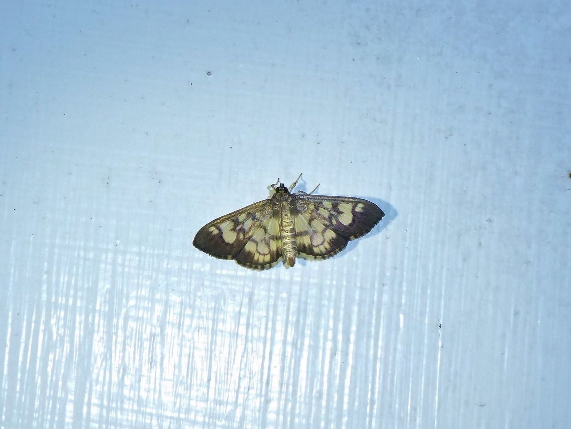 Syllepte taiwanalis (Crambidae) Shan Xing Ji Ye Homestay, Nanzhuang township, Taiwan. Apr 25, 2019 Geotagged,Spring,Syllepte taiwanalis,Taiwan