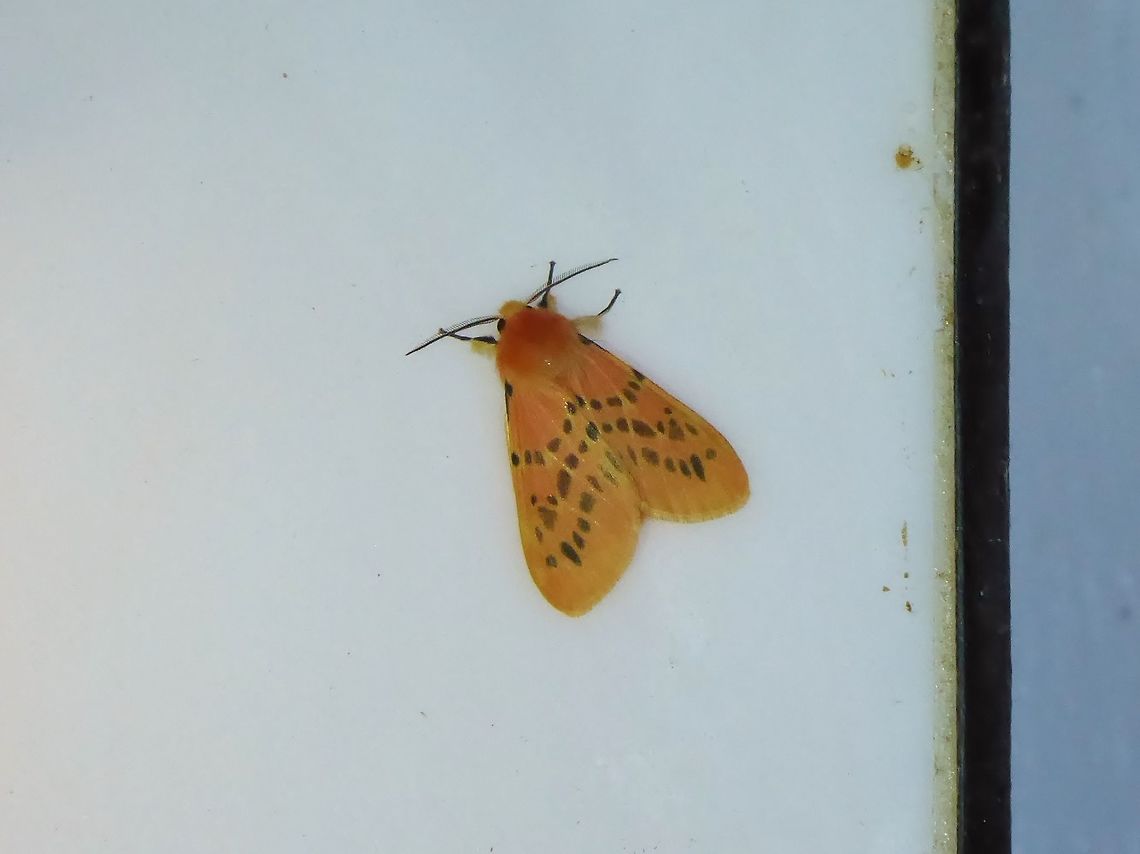 Lemyra alikangensis (Erebidae) Shan Xing Ji Ye Homestay, Nanzhuang township, Taiwan. Apr 25, 2019 Geotagged,Lemyra alikangensis,Spring,Taiwan
