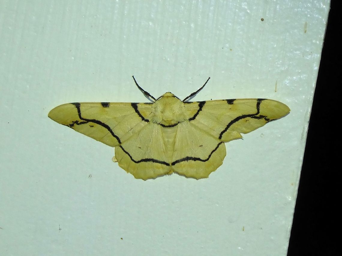 Biston perclara (Geometridae) Shan Xing Ji Ye Homestay, Nanzhuang township, Taiwan. Apr 25, 2019 Biston perclara,Geotagged,Spring,Taiwan