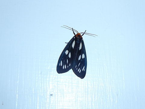 Macrobrochis gigas (Arctiidae) Shan Xing Ji Ye Homestay, Nanzhuang township, Taiwan. Apr 25, 2019 Geotagged,Macrobrochis gigas,Spring,Taiwan