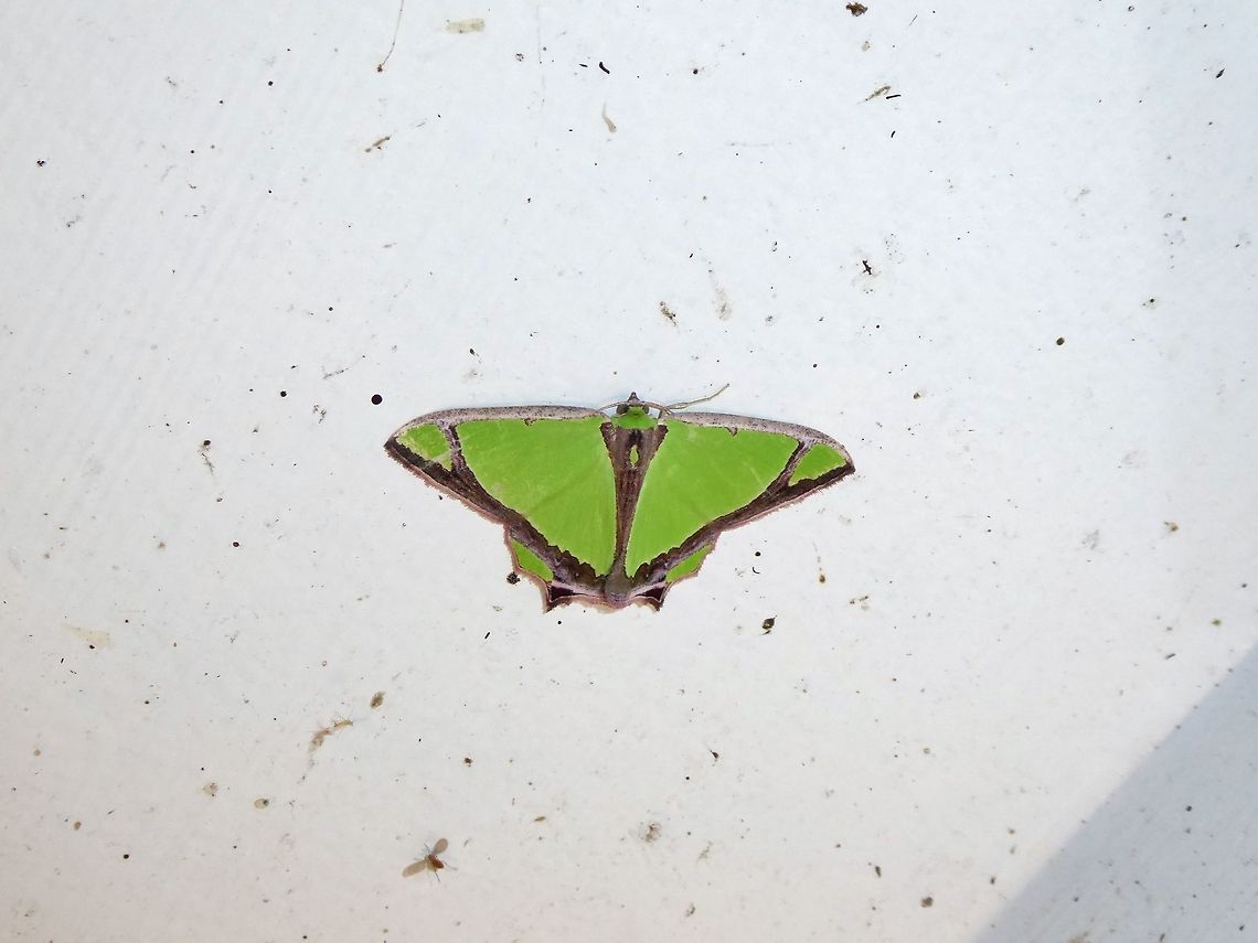 Agathia laetata (Geometridae) Shan Xing Ji Ye Homestay, Nanzhuang township, Taiwan. Apr 25, 2019 Agathia laetata,Geotagged,Spring,Taiwan
