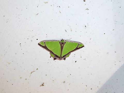Agathia laetata (Geometridae) Shan Xing Ji Ye Homestay, Nanzhuang township, Taiwan. Apr 25, 2019 Agathia laetata,Geotagged,Spring,Taiwan