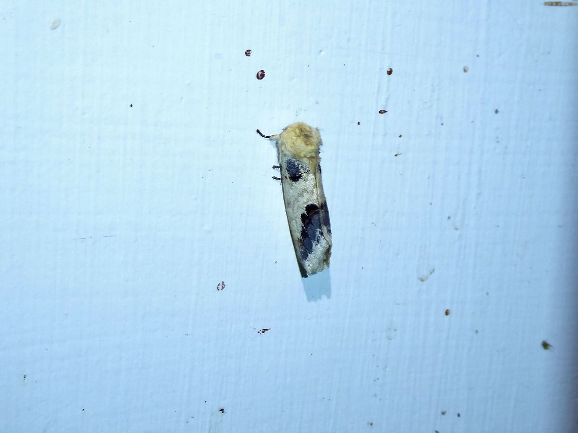 Phalera flavescens (Notodontidae) Shan Xing Ji Ye Homestay, Nanzhuang township, Taiwan. Apr 25, 2019 Geotagged,Phalera flavescens,Spring,Taiwan