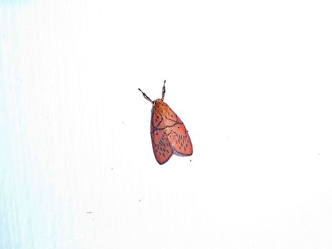 Miltochrista aberrans (Erebidae) Shan Xing Ji Ye Homestay, Nanzhuang township, Taiwan. Apr 25, 2019 Geotagged,Miltochrista aberrans,Spring,Taiwan