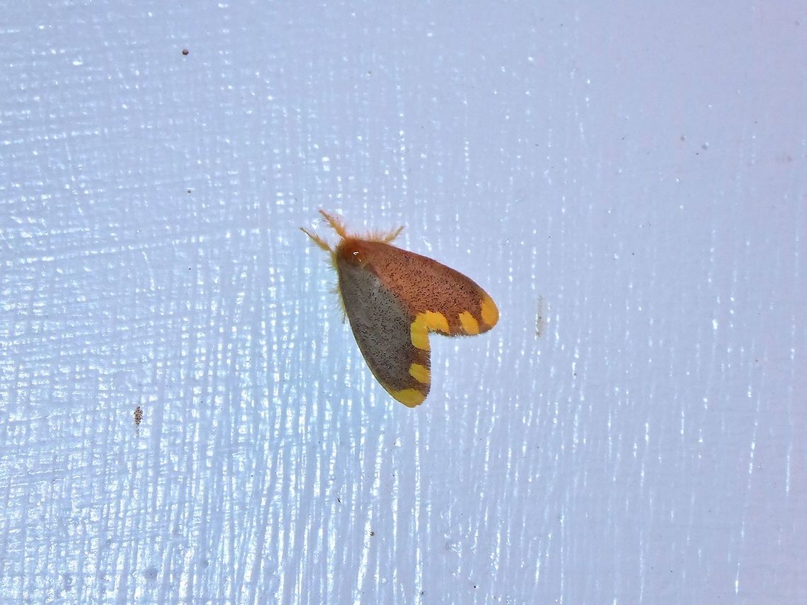 Yellow tail tussock moth (Somena scintillans) Shan Xing Ji Ye Homestay, Nanzhuang township, Taiwan. Apr 25, 2019 Geotagged,Somena scintillans,Spring,Taiwan,Yellow tail tussock moth