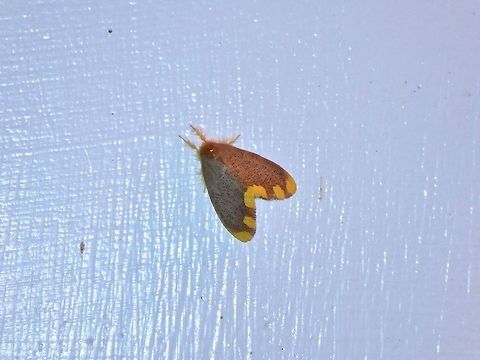 Yellow tail tussock moth (Somena scintillans) Shan Xing Ji Ye Homestay, Nanzhuang township, Taiwan. Apr 25, 2019 Geotagged,Somena scintillans,Spring,Taiwan,Yellow tail tussock moth