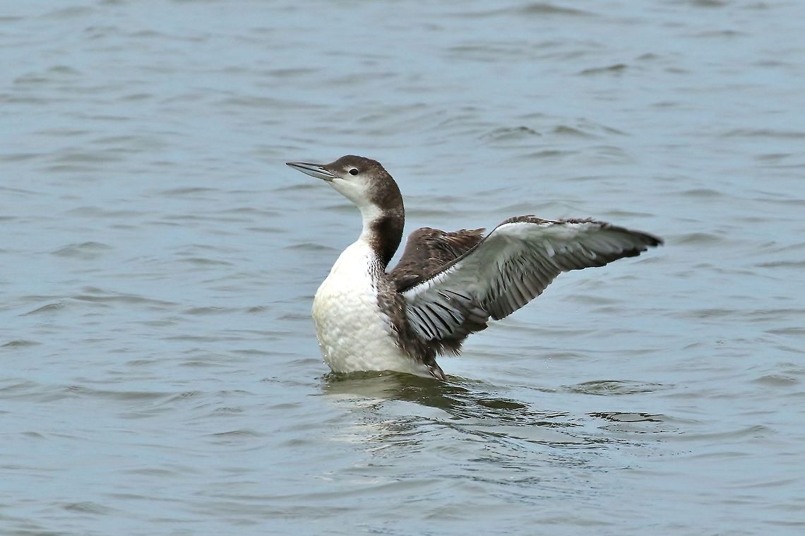 Common loon (Gavia immer) Riverlands, Missouri. Aug 11, 2019 Common loon,Gavia immer,Geotagged,Summer,United States