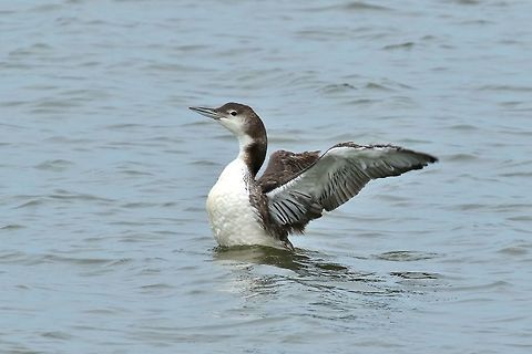 Common loon (Gavia immer) Riverlands, Missouri. Aug 11, 2019 Common loon,Gavia immer,Geotagged,Summer,United States
