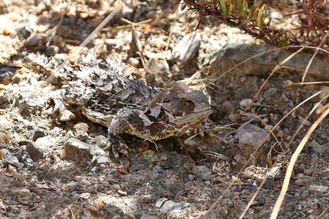 Blainville's Horned Lizard (Phrynosoma blainvillii) Pinnacles NP, California. Aug 16, 2019. Blainville's Horned Lizard,Geotagged,Phrynosoma blainvillii,Summer,United States