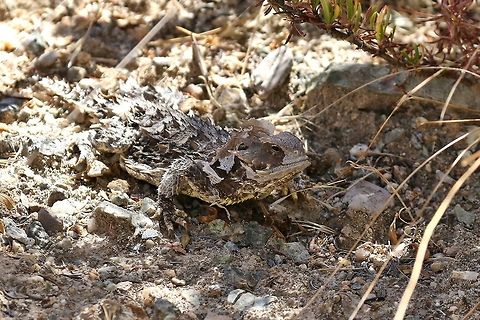 Blainville's Horned Lizard (Phrynosoma blainvillii) Pinnacles NP, California. Aug 16, 2019. Blainville's Horned Lizard,Geotagged,Phrynosoma blainvillii,Summer,United States