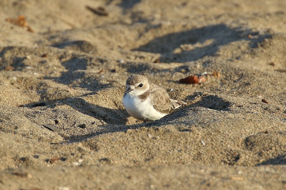 Snowy plover (Charadrius nivosus) Dockweiler Beach, L.A., California. Aug 26, 2019 Charadrius nivosus,Geotagged,Snowy plover,Summer,United States
