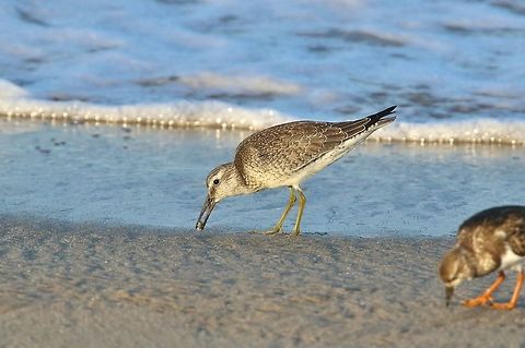 Red knot (Calidris canutus) DOckweiler Beach, L.A., California. Aug 26, 2019 Calidris canutus,Geotagged,Red knot,Summer,United States