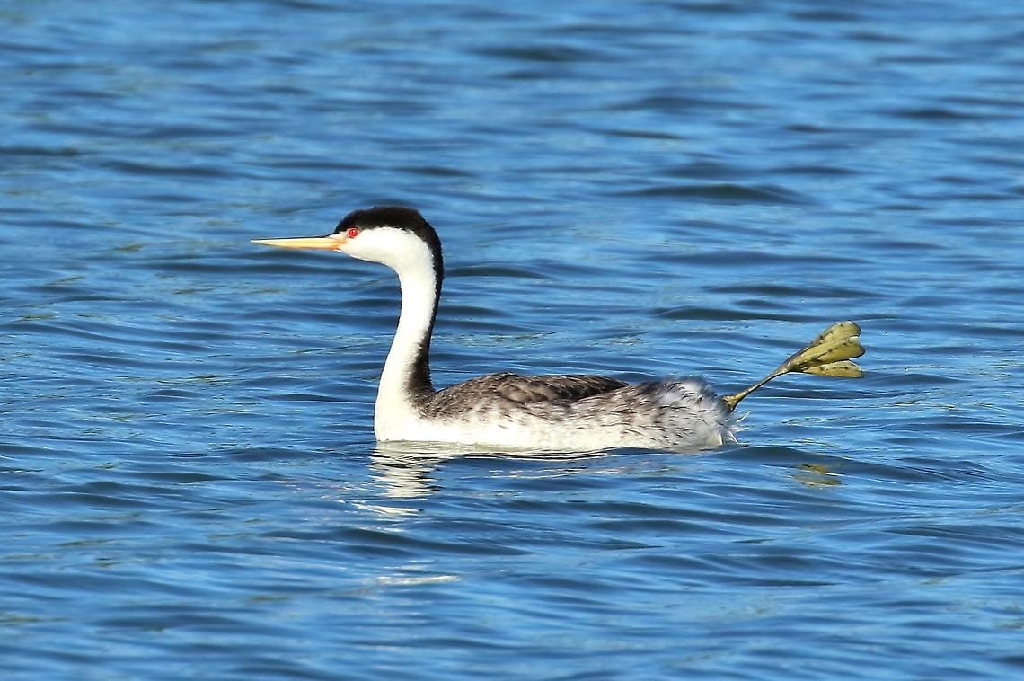 Just stretchin' my leg... Clark&#039;s grebe (Aechmophorus clarki)<br />
San Joaquin Marsh, Irvine, CA. Aug 24, 2019 Aechmophorus clarkii,Clarks grebe,Geotagged,Summer,United States