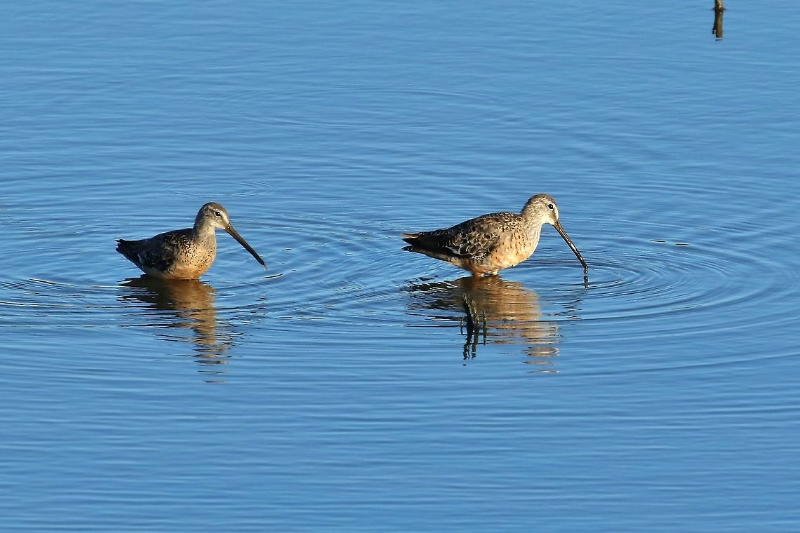 Long-billed dowitchers (Limnodromus scolopaceus) San Joaquin Marsh, Irvine, CA. Aug 24, 2019 Geotagged,Limnodromus scolopaceus,Long-billed dowitcher,Summer,United States