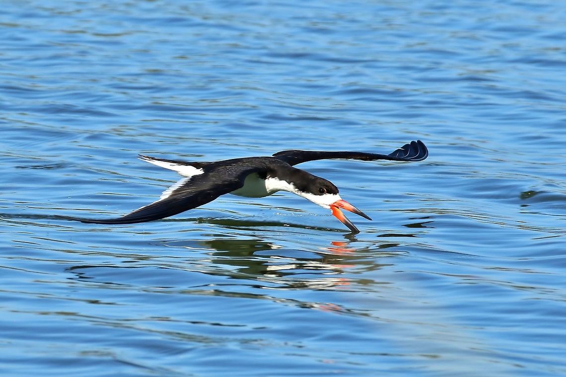 Black Skimmer (Rynchops niger) San Joaquin Marsh, Irvine, CA. Aug 24, 2019 Black Skimmer,Geotagged,Rynchops niger,Summer,United States