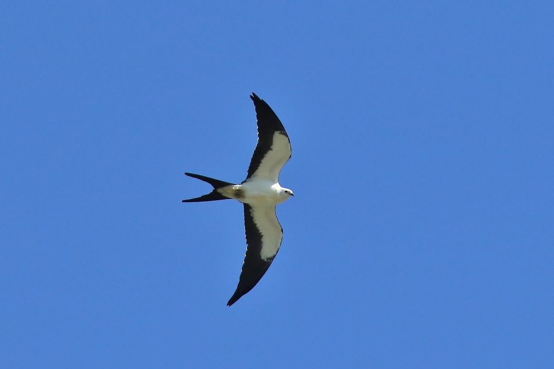 Swallow-tailed Kite (Elanoides forficatus) Alton, Illinois. Sept 7th, 2019 Elanoides forficatus,Geotagged,Summer,Swallow-tailed Kite,United States